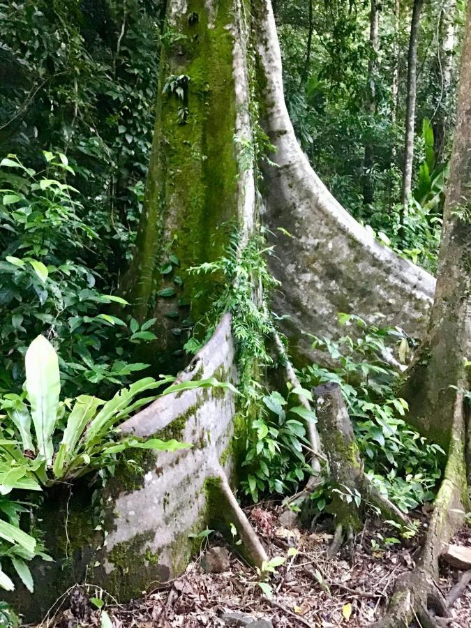 DiwanForest Views Daintree别墅 外观 照片