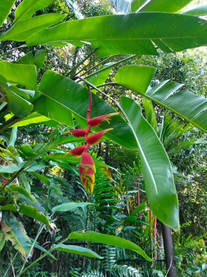 DiwanForest Views Daintree别墅 外观 照片