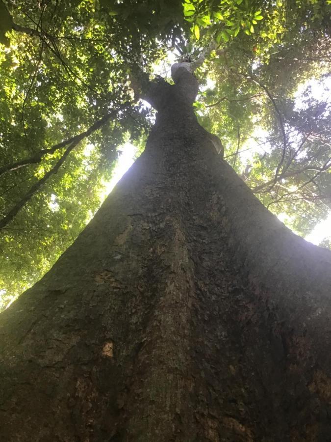 DiwanForest Views Daintree别墅 外观 照片