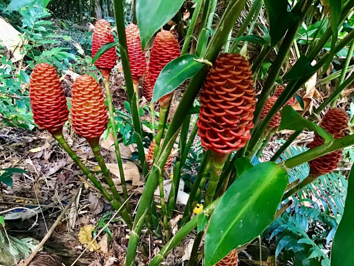 DiwanForest Views Daintree别墅 外观 照片